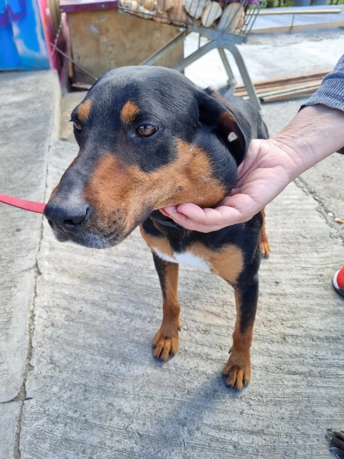 მეტისი ვარკეთილის 1 მიკრორაინო