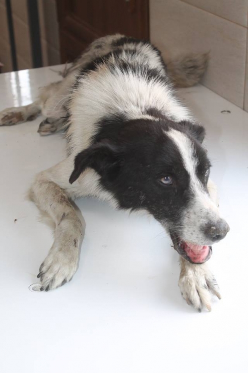 მეტისი უსახელო