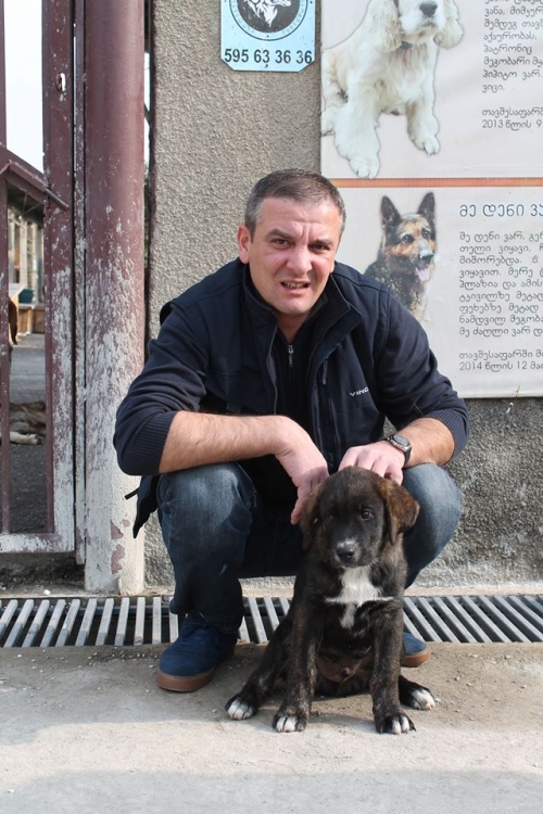 როტვეილერის მეტისი რეი