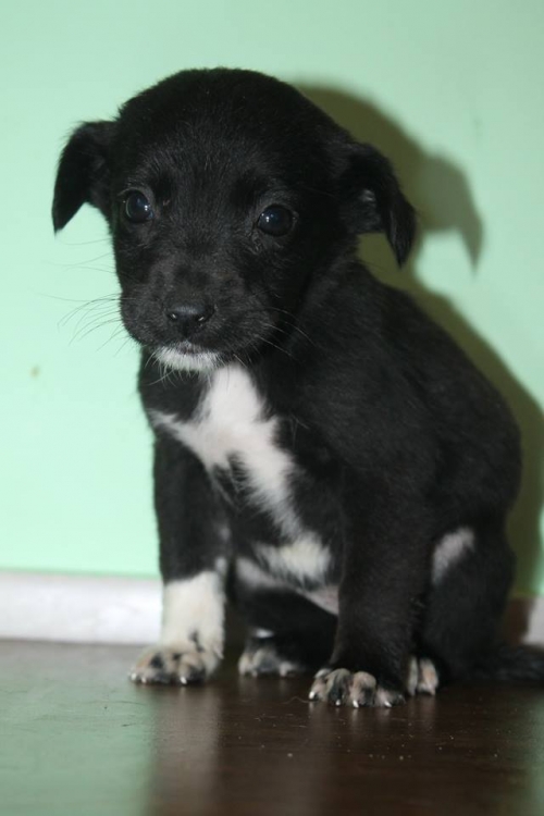 მეტისი უსახელო