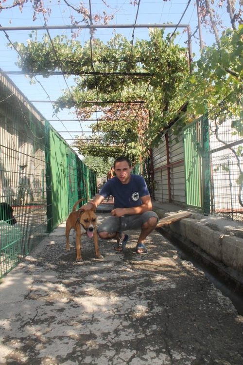 პიტი ლესი