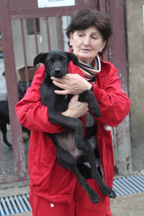 მეტისის ლეკვები უსახელო