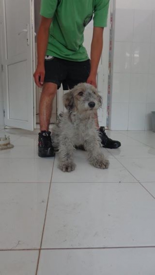 ბალონკა უსახელო