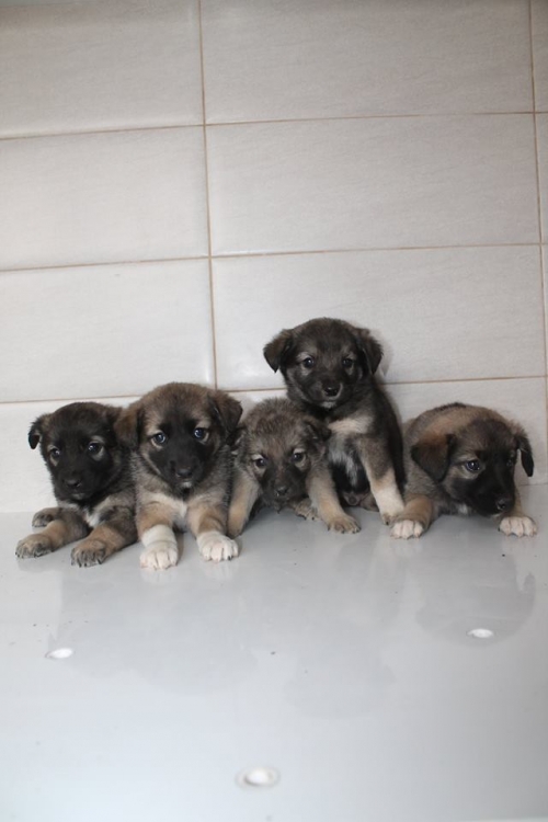 მეტისის ლეკვები უსახელო