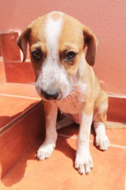 მეტისი უსახელო