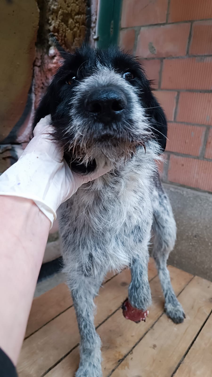 დრათჰაარი. ლანჩხუთი