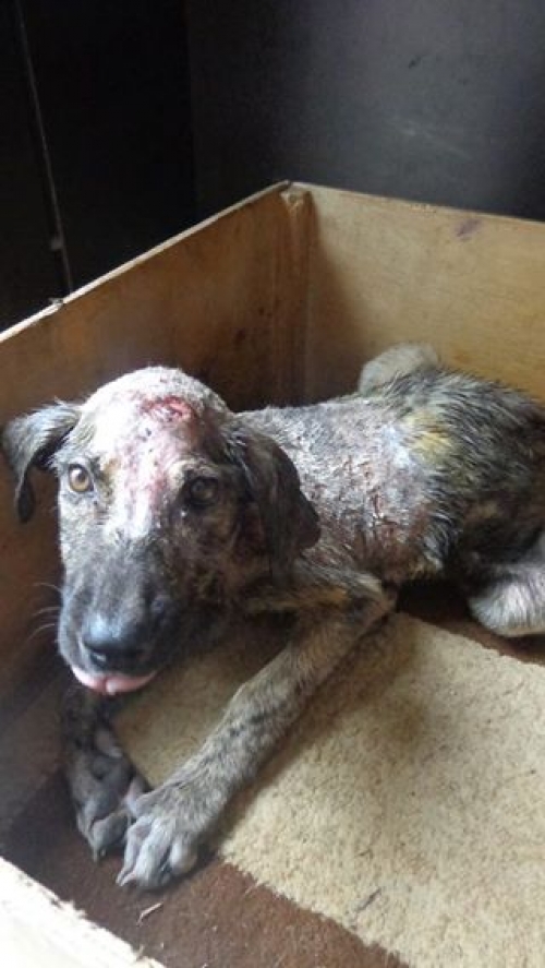 მეტისი უსახელო