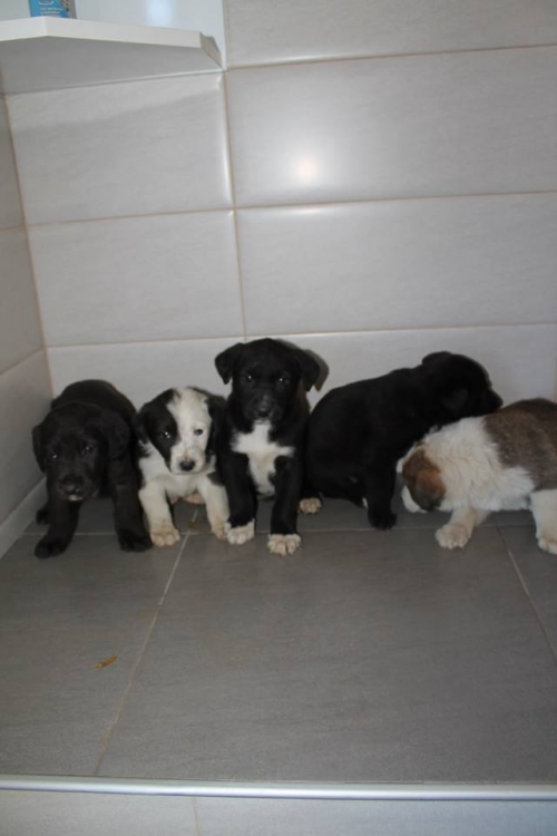 მეტისის ლეკვები უსახელო