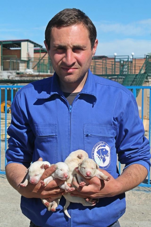 მეტისის ლეკვები უსახელო