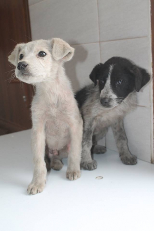 მეტისის ლეკვები უსახელო