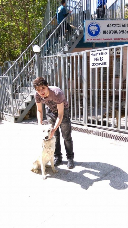 ქართული ნაგაზი ლომა