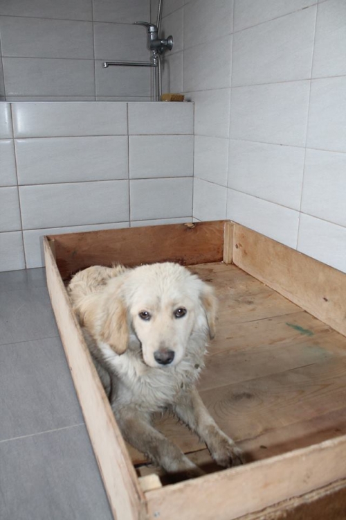 მეტისი ბომბორა