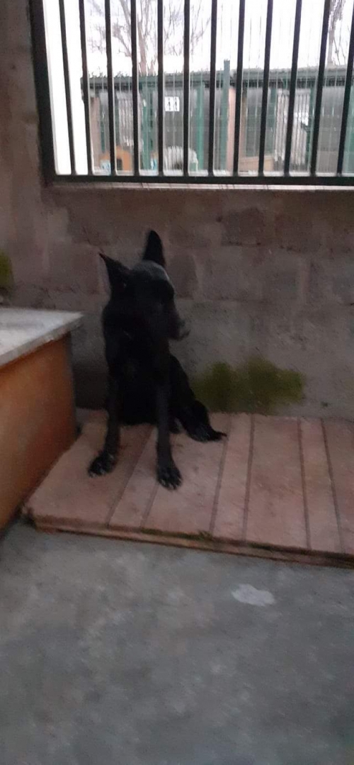 გერმანული ნაგაზი ჯესი