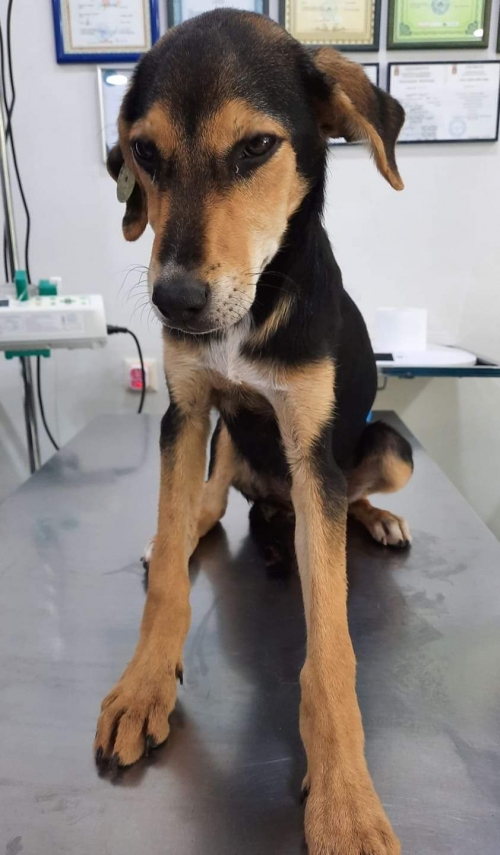 მეტისი წეროვანი