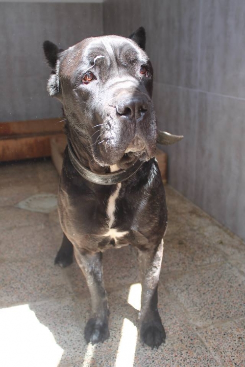 კანე კორსო როქსი