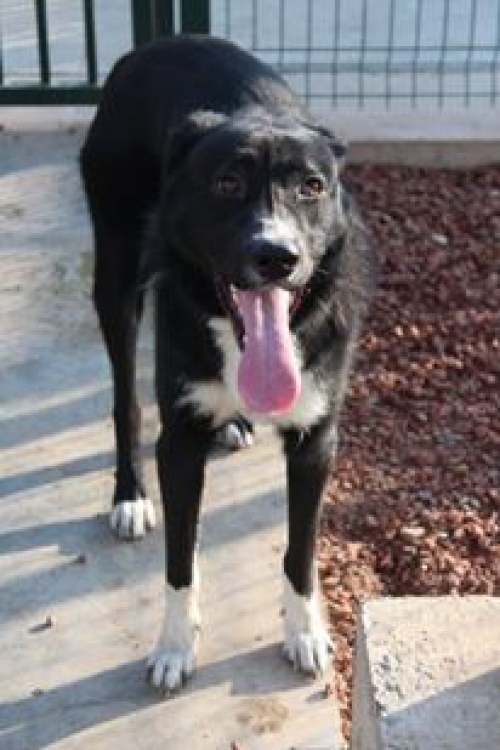 მეტისი როკი