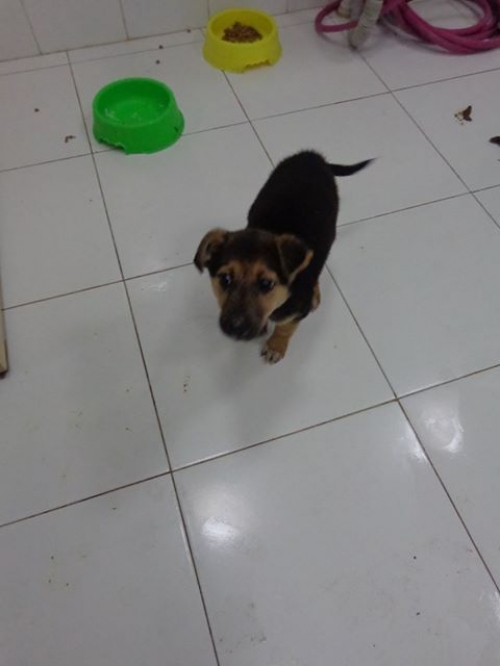 მეტისის ლეკვები უსახელო