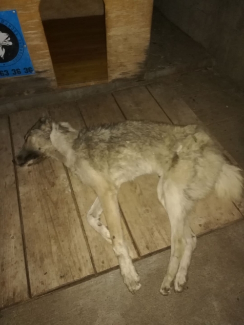 მეტისი ზაჰესი