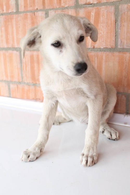 მეტისი უსახელო