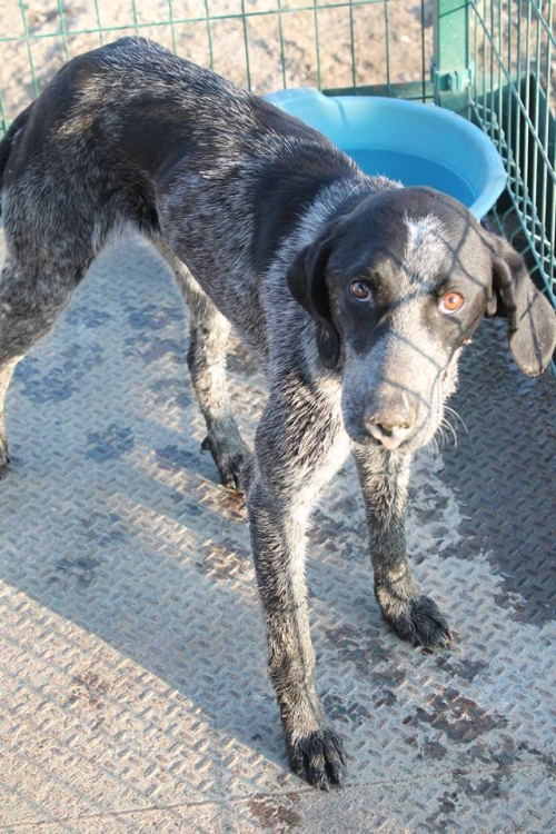 კურცხაარი ნუპო