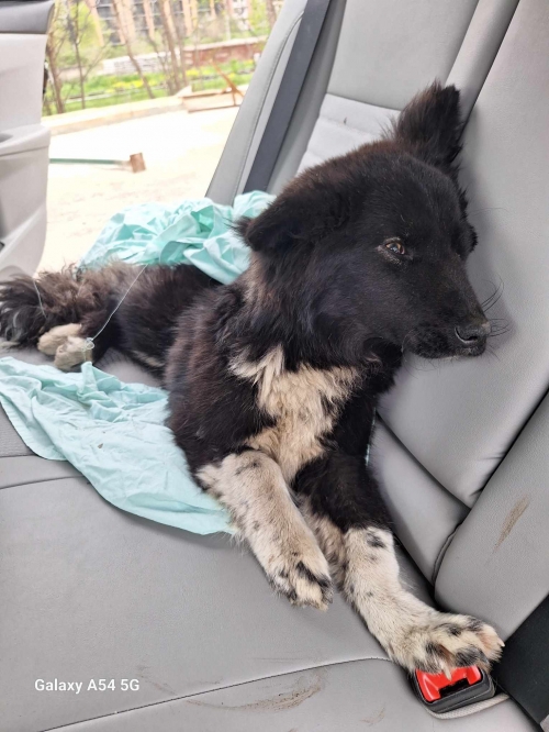 მეტისი ისანი ზურაბიშვილის ქუჩა ხინკლის სახლთან იპოვეს