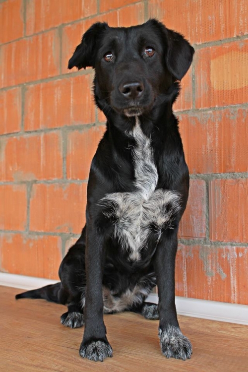 კოკერსპანელის მეტისი უსახელო