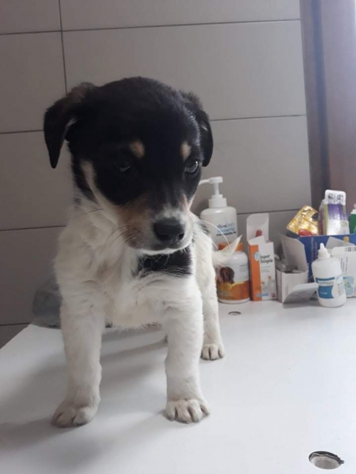 მეტისი უსახელო