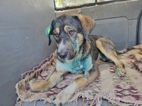 მეტისი გადმოყვანილია ცხოველთა მონიტორინგის სააგენტიდან3