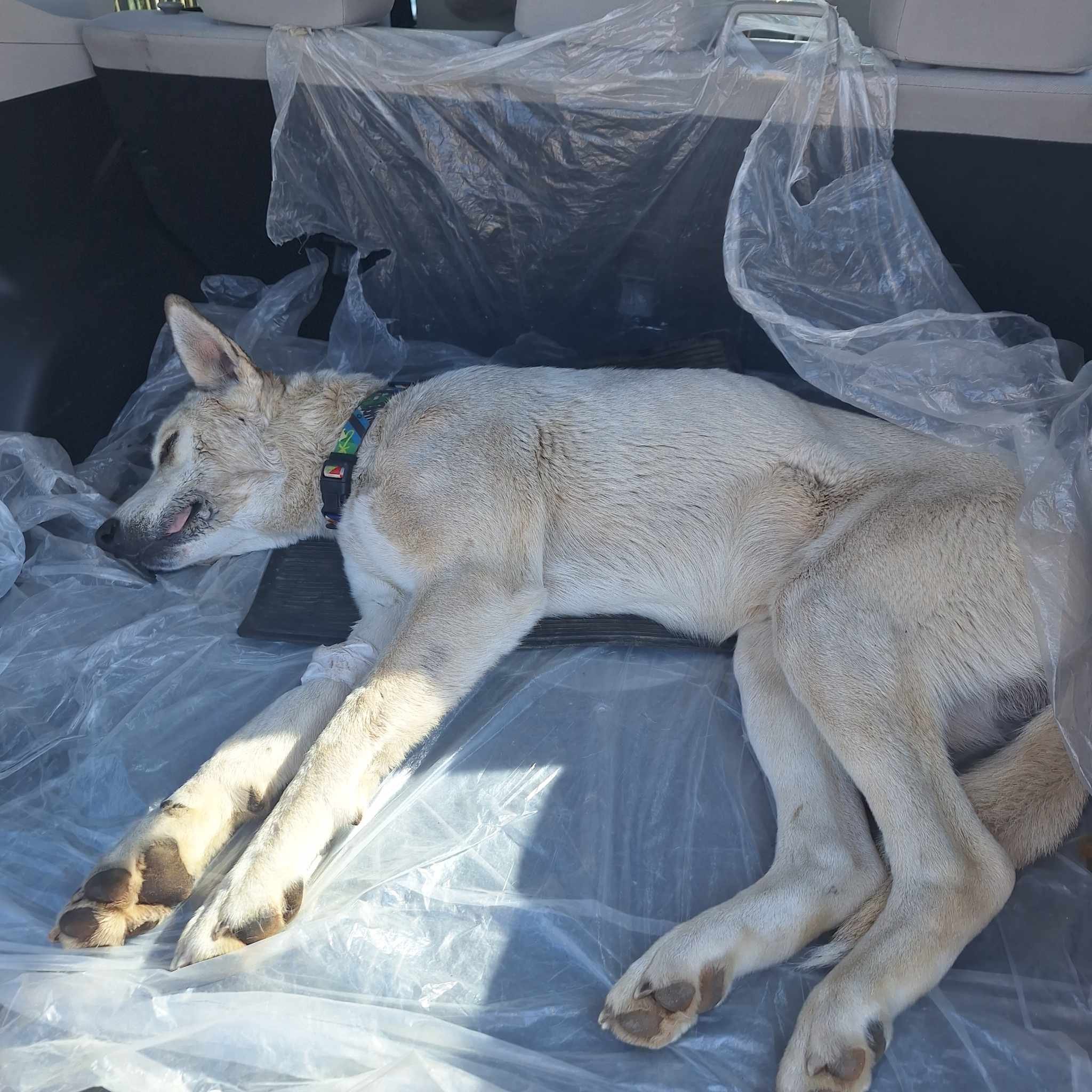 ჰასკის მეტისი. კოჯორი