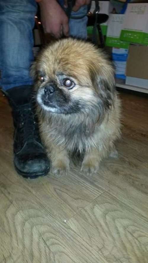 პეკინესი უსახელო