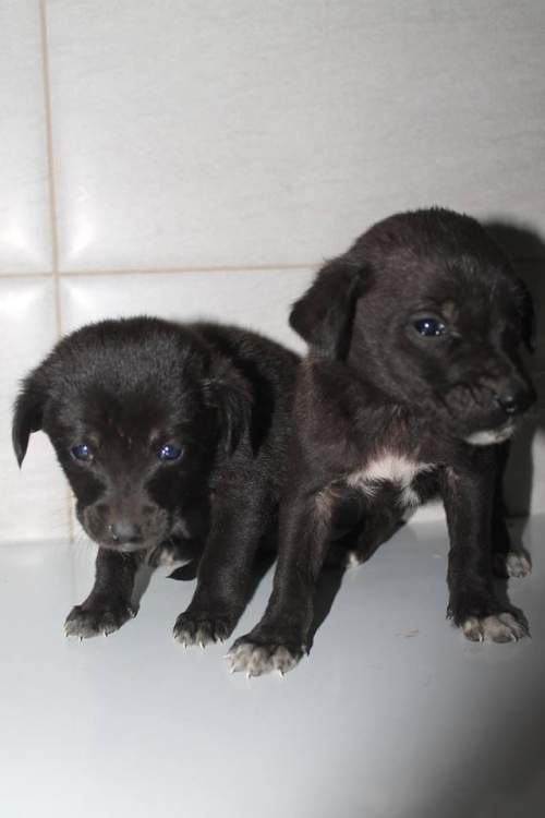 მეტისი უსახელო