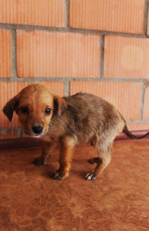 მეტისი უსახელო