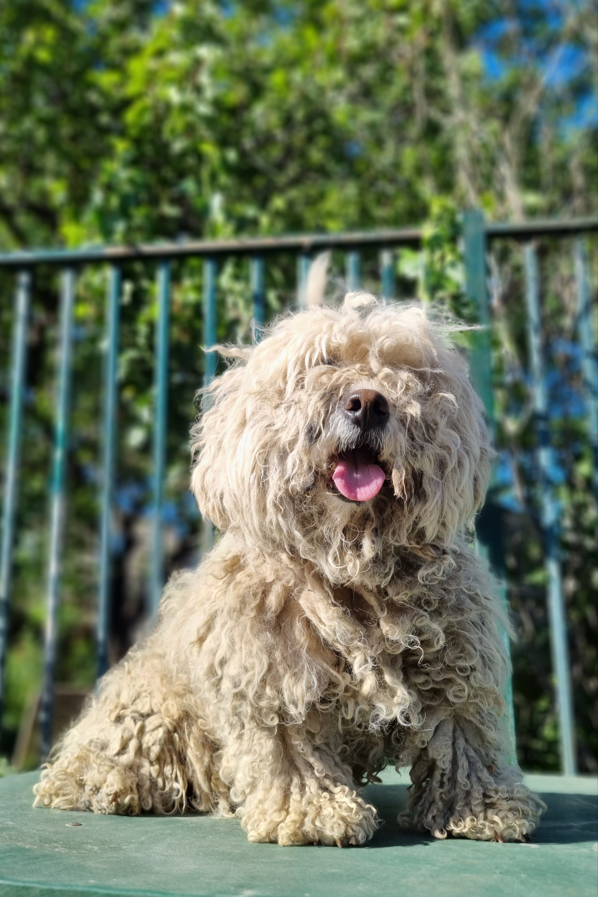 პუდელი. ლოტკინი