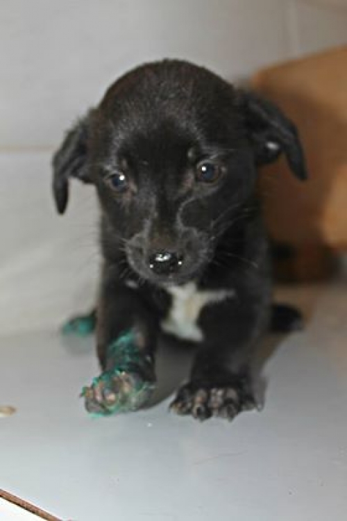 მეტისი უსახელო