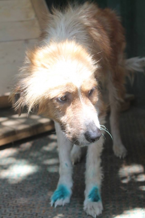 მეტისი უსახელო