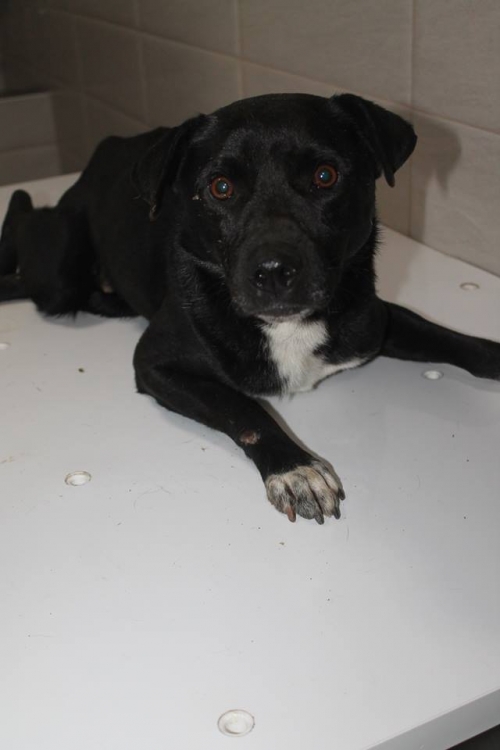 მეტისი უსახელო