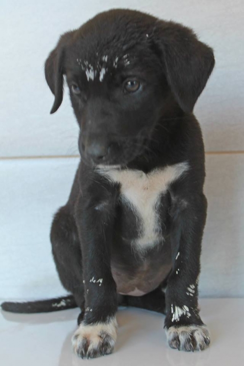 მეტისი უსახელო