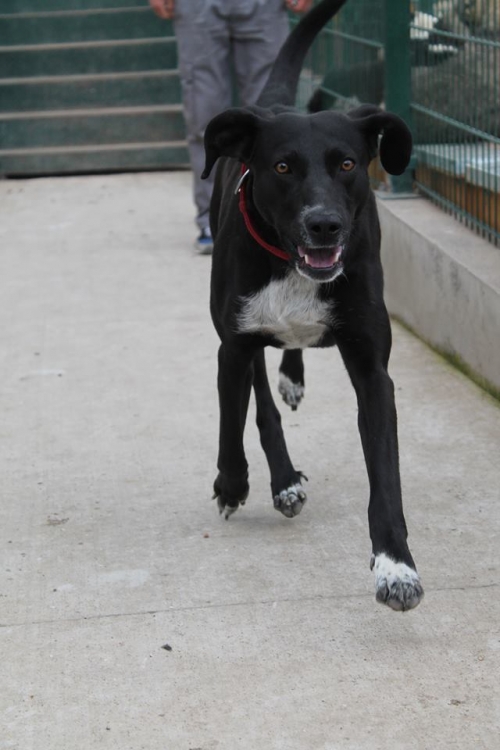 მეტისი უსახელო