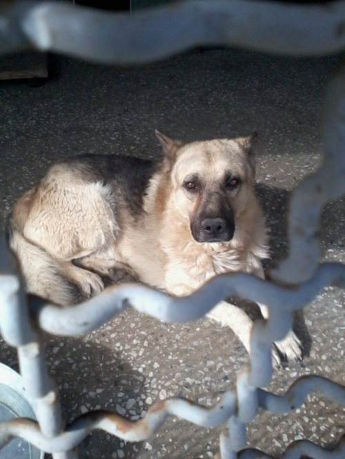 გერმანული ნაგაზი დუგლასი