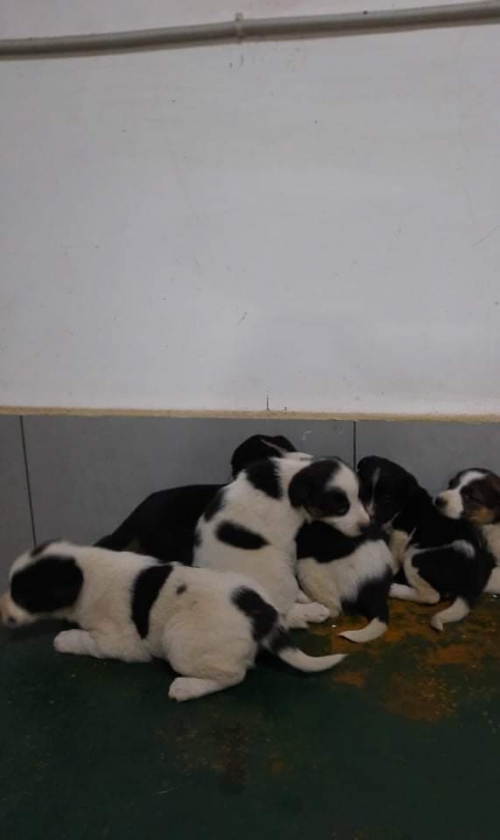 მეტისი უსახელო