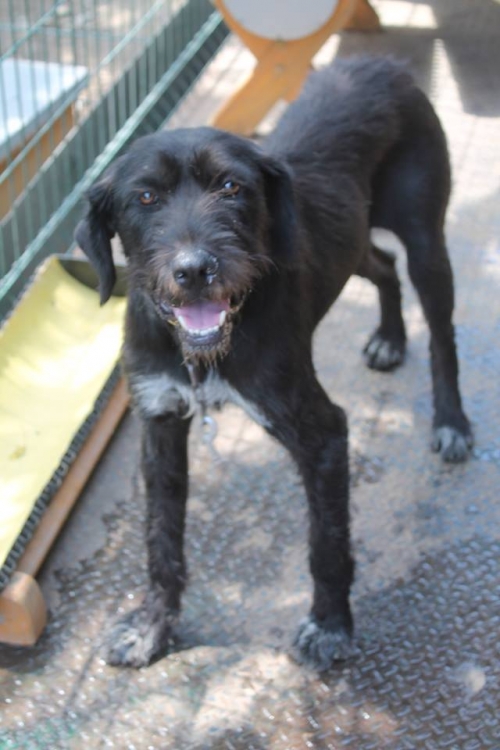 დრათხარი უსახელო