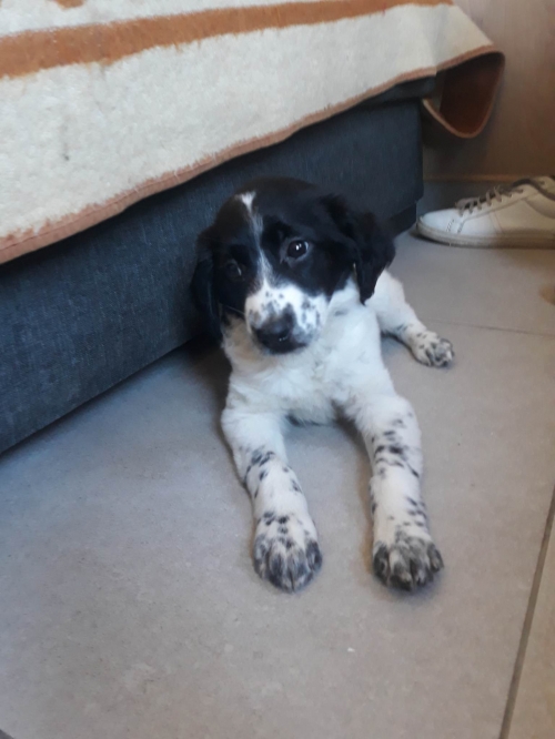 მეტისი ფონიჭალა