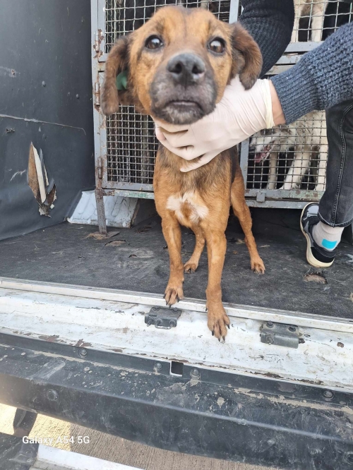 მეტისი გადმოყვანილია მუნიციპალური თავშესაფრიდან. მოსკოვის პროსპექტის ძაღლი