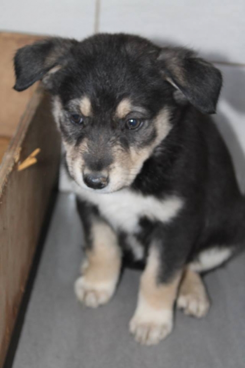 მეტისი უსახელო