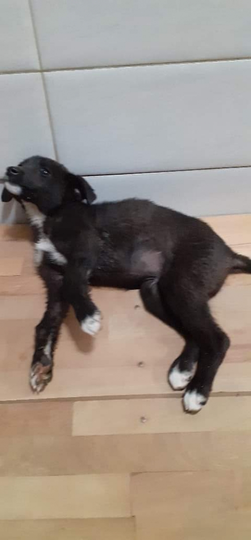 მეტისი უსახელო