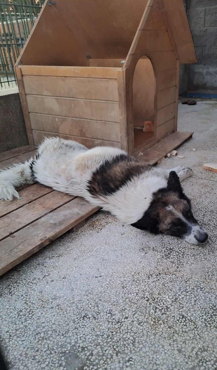 მეტისი. ფრანგული უბანი