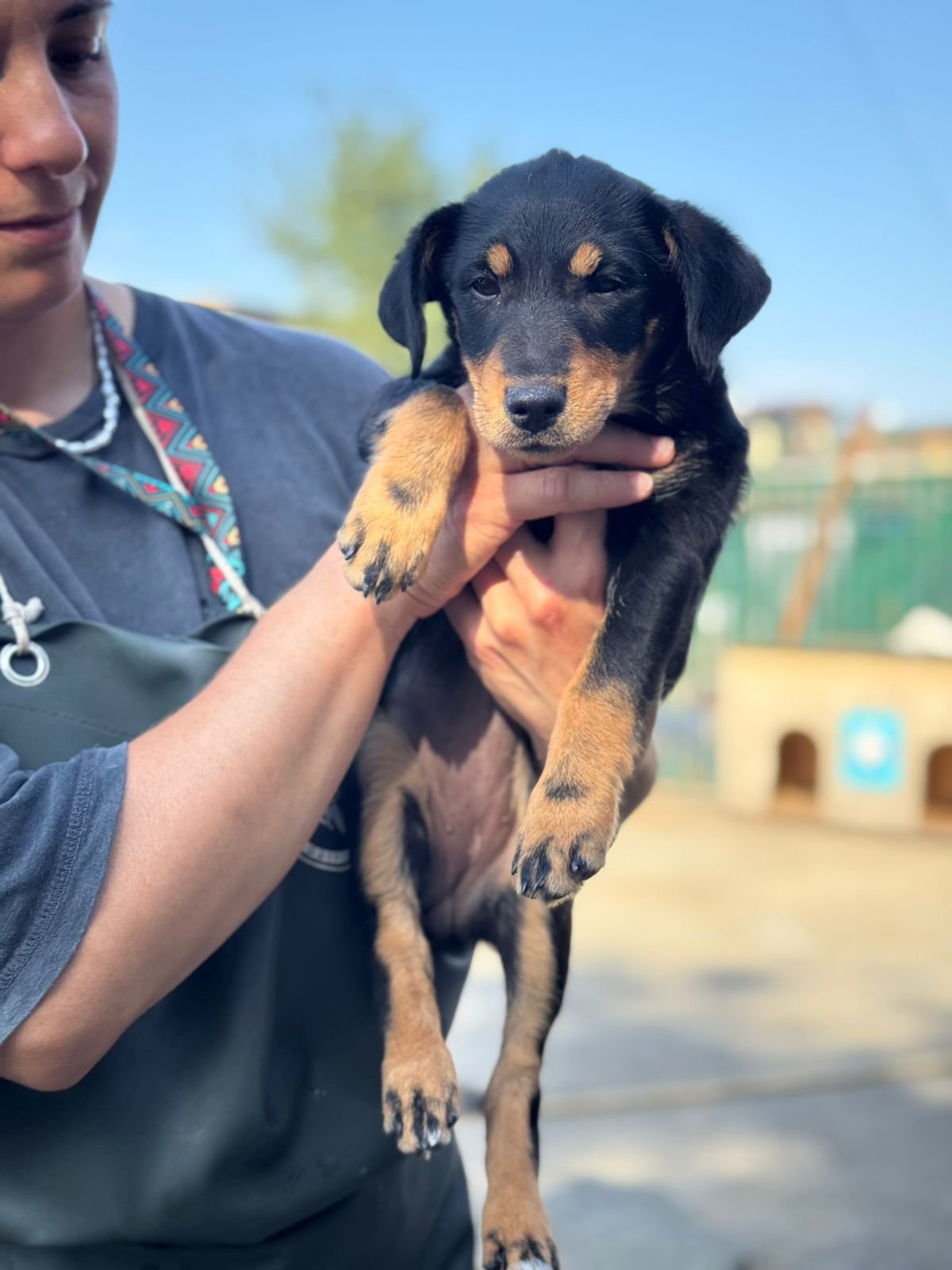 იაგდ ტერიერის მეტისი. მოსკოვის გამზირი