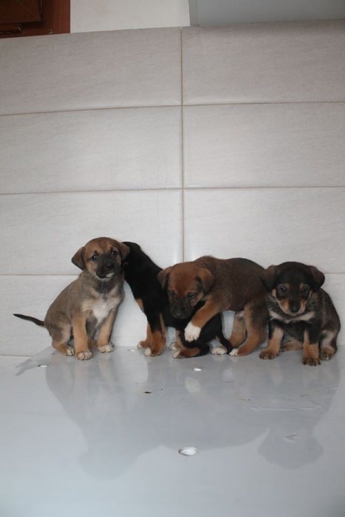 მეტისის ლეკვები უსახელო