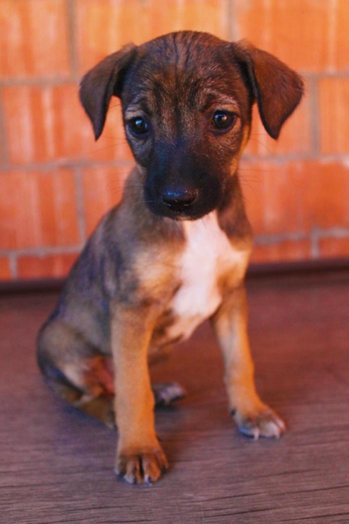 მეტისი უსახელო