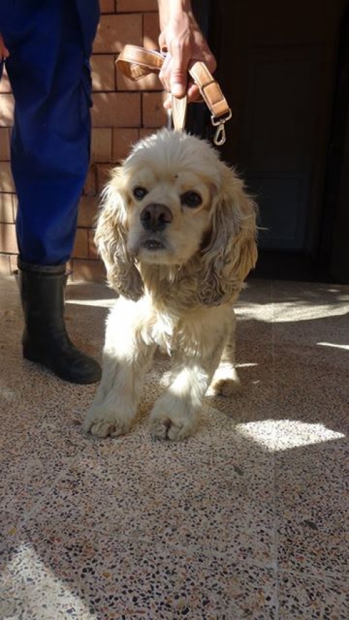 ამერიკული კოკერსპანელი უსახელო